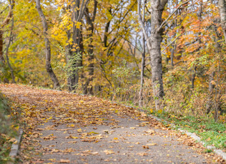 Obraz premium road in autumn forest