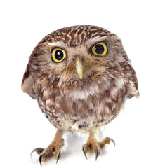 Obraz premium Little owl
