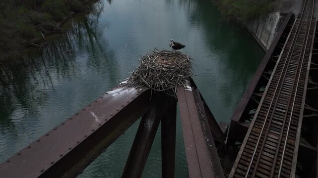 Bird of Prey, Perigan Falcon perched on nest protecting eggs on top of old railroad bridge over Seneca Canal at Cayuga Finger Lake Central New York State wildlife
