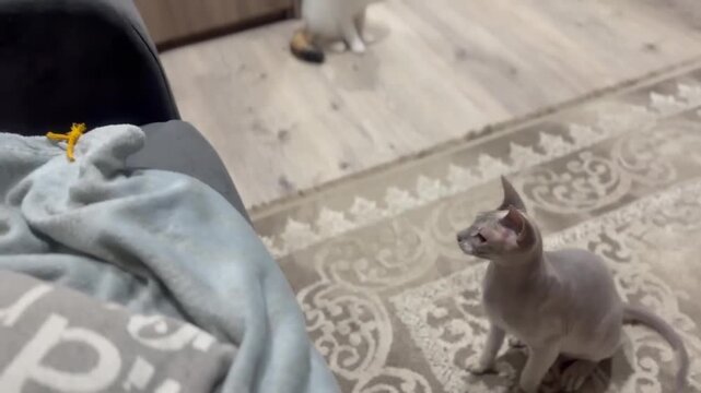 A woman's hand throws a ribbon on the sofa, and the cat jumps after it. The Sphynx cat plays with a ribbon on the floor in the room