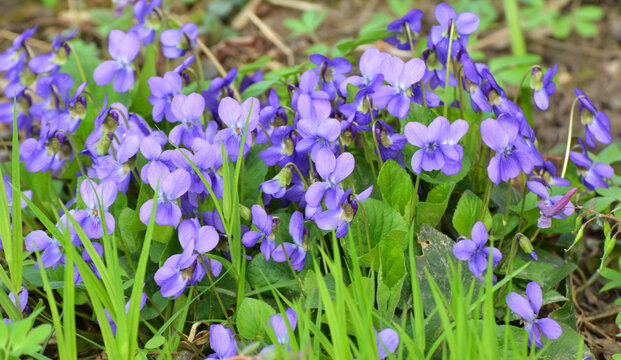 Fragrant violet (Viola odorata) grows in the wild
