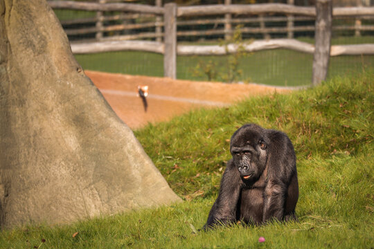Western Lowland Gorilla in Zoological Garden. Young Black Endangered Primate in Zoo during Daytime.