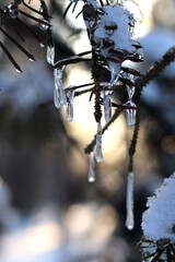 Nature in winter. Coniferous plant covered with ice and snow. Winter in the forest