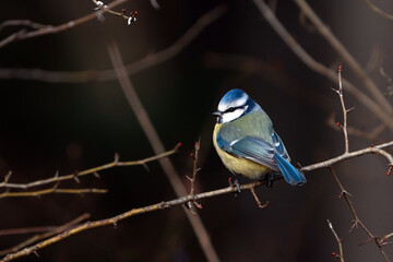 Blue tit © waechter-media.de
