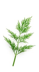 Fototapeta premium Vibrant green fresh dill sprig photographed close up and professionally isolated against a bright white background, ready for seasoning, clean, nutrition, Dill