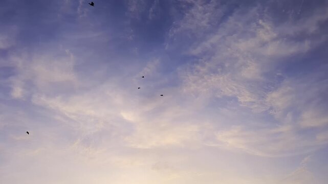 Flock of birds soaring high in blue vibrant evening sky with fluffy clouds