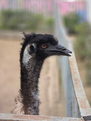 Close-up portrait of an emu bird in a zoo, showing its unique features