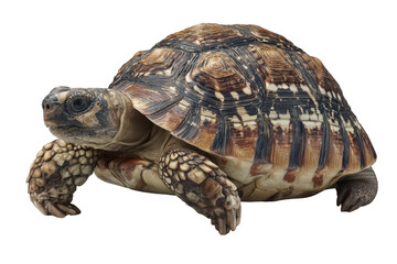 Obraz premium A brown and white turtle is laying on its back