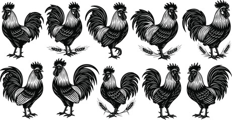 Vector, black, and, white, woodcut, style, illustration, of, ten, majestic, roosters, with, detailed, feathers, for, traditional, farm, poultry, livestock, and, rural, agricultural, design © MdHarunur