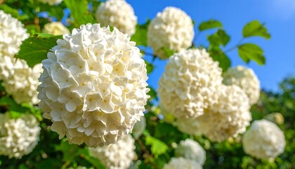 Close-up of beautiful white snowball viburnum flowers blooming in spring.