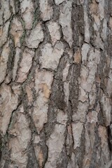 Obraz premium Close-up of rough tree bark with deep vertical ridges and natural textures, highlighting organic patterns and earthy detail. Ideal for themes of nature, forestry, botany, and environmental backgrounds