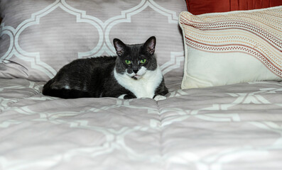 grey and white cat relaxing on bed looking at camera