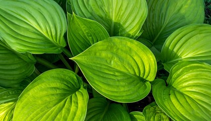 Lush Green Hosta Leaves with Sunlight.