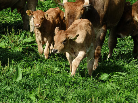 veaux au milieu d'un troupeau en Suisse