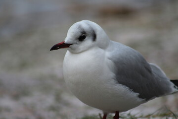 Fototapeta premium Seagel