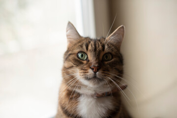 Fototapeta premium A close-up of a domestic tabby cat with green eyes and a brown striped coat. it is sitting indoors near a window, showcasing its curious expression.