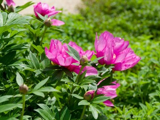 Common peony (Paeonia officinalis 'Mollis') Ornamental clump of beautiful pink, calyx-shaped flowers with a center of yellow stamens on green foliage divided into pointed segments 
