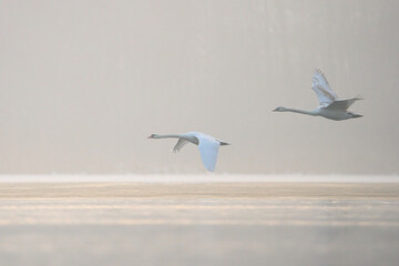 Łabędź niemy © Klaudia