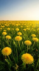 Fototapeta premium Bright yellow dandelion blossoms cover a grassy field under soft daylight, signaling the arrival of late spring growth and summer warmth, sunlight, bloom, warm
