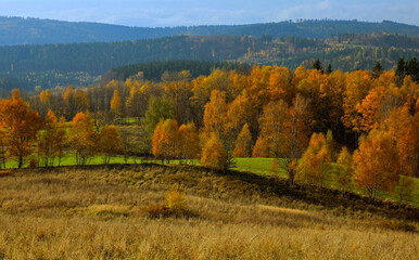jesienny krajobraz z widocznymi  drzewami i pag&oacute;rkami na tle niebieskiego nieba