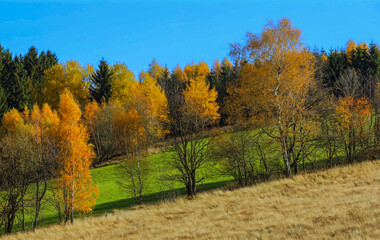 widok na jesienne drzewa z kontrastującą zieloną łąką i niebieskim niebem