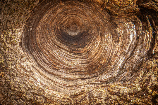 Viejo nudo en la corteza de un &aacute;rbol tras el corte de una rama tiempo atr&aacute;s. Corteza engrosada de un viejo corte en un &aacute;rbol de Central Park, Nueva York, EEUU.