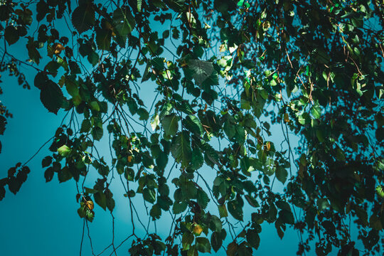 Ramas de un olmo desde abajo en Central Park en oto&ntilde;o, Nueva York, EEUU. Fondo de hojas verdes de ramas colgantes.