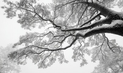 A tree with snow on it