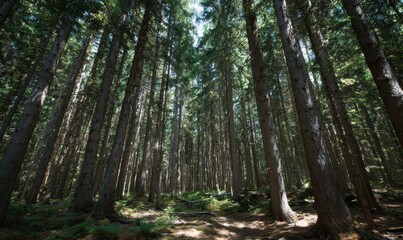 Fototapeta premium A forest with many trees and a lot of sunlight