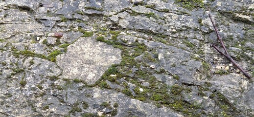 Obraz premium Cracks in the stone cradle moss like living scars. Among pebbles and twigs, the texture speaks of time, moisture, and life’s persistence. A mineral, organic, and silent scene.