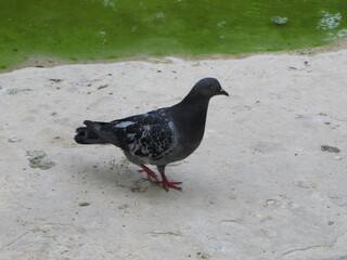 Pigeon