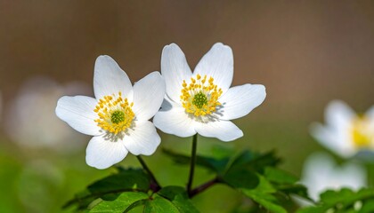 Two delicate white anemone flowers bloom in a sunlit forest clearing.