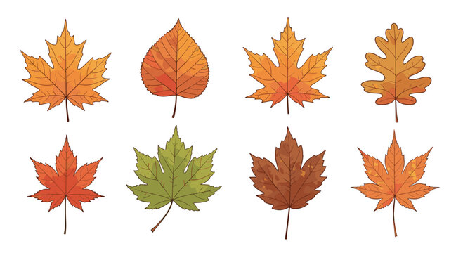 A beautiful collection of eight different autumn leaves, including maple and oak, illustrated in a colorful, hand-drawn style with detailed textures.