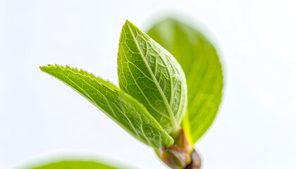 Springtime Rebirth: A close-up view unveils fresh, vibrant green leaves unfurling against a soft, bright backdrop, signifying new beginnings and the essence of growth.