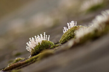Naklejka premium Macro detail of green moss on roof tile covered with white ice crystals and frost needles in freezing winter weather