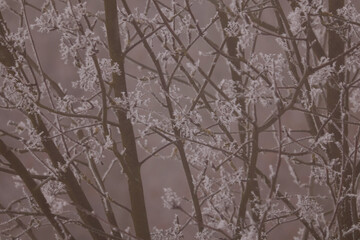 Obraz premium Natural winter background texture of bare tree branches covered in white hoarfrost and rime ice during freezing foggy weather