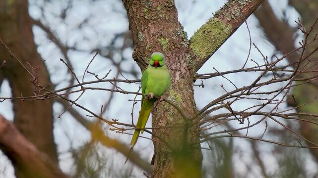 Ring Necked Parakeet Perched on a Branch