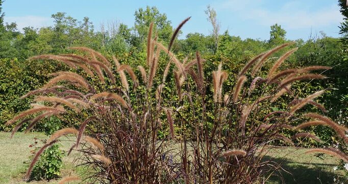Cenchrus setaceus 'Rubrum" - Crimson fountaingrass. Bushy grass, with luxuriant erect spikes of white and pink feathery flowers atop stems bearing narrow, lanceolate, reddish to dark purple leaves
