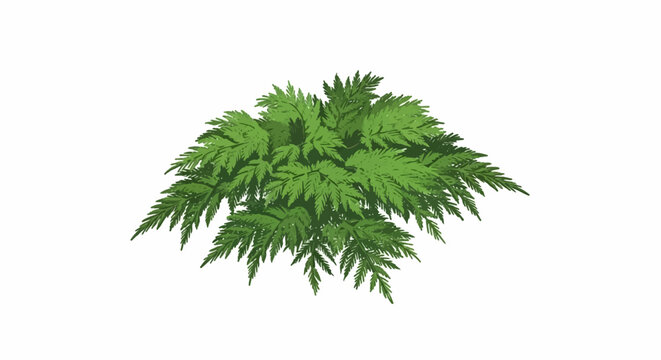A lush green coniferous shrub with feathery branches, depicted against a plain white background