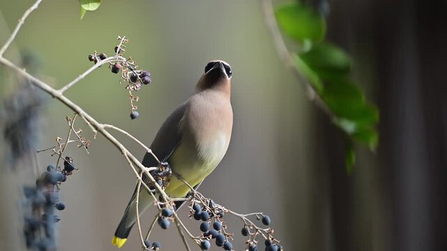 Cedar waxwing perched on a branch with berries