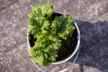 Top view of fresh green lettuce growing in a white recycled plastic bucket, organic urban gardening and sustainable home food production on a city rooftop © Sahadat