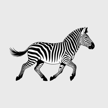 Running zebra with black and white stripes, African wildlife, detailed vector illustration