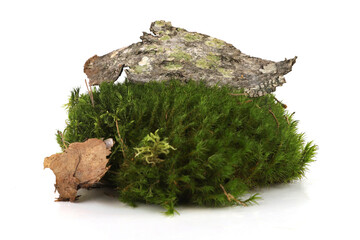 Green moss and elements of forest vegetation isolated on white  background. Fragments of forest moss, lichen, wood, bark.