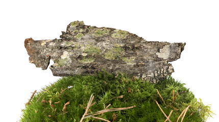 Green moss and elements of forest vegetation isolated on white  background. Fragments of forest moss, lichen, wood, bark.