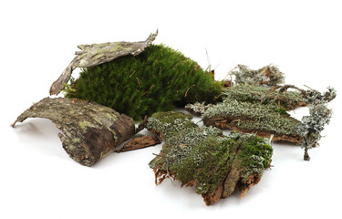 Green moss and elements of forest vegetation isolated on white  background. Set of fragments of forest moss, lichen, wood, bark, twigs