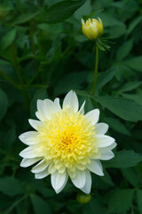 Anemone-flowered Dahlia White and yellow