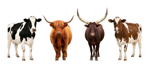 Four different breeds of cattle stand proudly side by side, showcasing their unique characteristics, diverse appearances, and impressive horns.