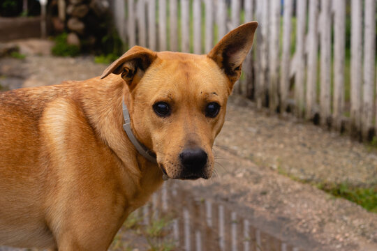 Brazilian caramel dog