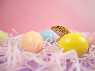 Obraz premium Leopard gecko among colorful Easter eggs on shredded paper with a soft pink background in a festive arrangement. Easter concept. Pro Photo