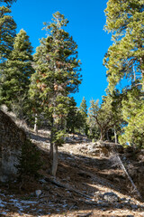 Sunlit alpine pine forest on a rocky mountain slope, with scattered snow patches and deep blue sky&mdash;serene outdoor scenery for hiking and nature lovers.